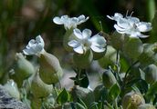 Aufgeblasenes Leimkraut - Silene vulgaris (Moench) Garcke