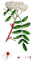 Vogelbeere - Sorbus aucuparia L.