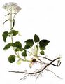 Mountain Valerian - Valeriana montana L.