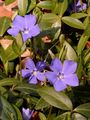 Lesser Periwinkle - Vinca minor L.