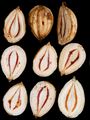 Fool's Parsley - Aethusa cynapium L.