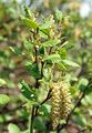  - Alnus viridis (Chaix) DC.