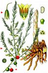 Gemüse-Spargel - Asparagus officinalis L. 