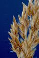 Narrow Small-Reed - Calamagrostis neglecta (Ehrh.) G. Gaertn. & al.