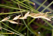 Sand-Segge - Carex arenaria L.