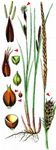 Faden-Segge - Carex lasiocarpa Ehrh. 