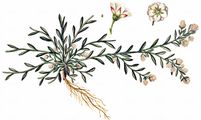 Gewöhnlicher Hirschsprung - Corrigiola litoralis L.