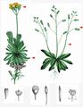 Yellow Whitlowgrass - Draba aizoides L.