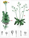 Immergrünes Hungerblümchen - Draba aizoides L. 