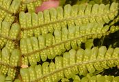 - Dryopteris cambrensis (Fraser-Jenk.) Beitel & W. R. Buck