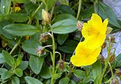 Gewöhnliches Sonnenröschen - Helianthemum nummularium (L.) Mill.