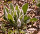 Hieracium villosum (Zottiges Habichtskraut) - lang behaarte Grundblätter