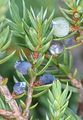 Gewöhnlicher Wacholder - Juniperus communis L.