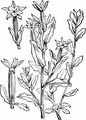 Kleiner Frauenspiegel - Legousia hybrida (L.) Delarbre