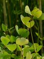 Vierblättriger Kleefarn - Marsilea quadrifolia L.