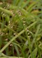 Nickendes Perlgras - Melica nutans L.