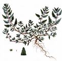 Oak-Leaved Goosefoot - Oxybasis glauca (L.) S. Fuentes & al.
