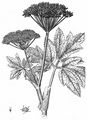 Masterwort - Peucedanum ostruthium (L.) W. D. J. Koch