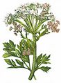 Österreichischer Rippensame - Pleurospermum austriacum (L.) Hoffm.