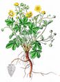 Sand-Fingerkraut - Potentilla incana G. Gaertn. & al.