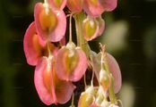 Rhubarb - Rheum rhabarbarum L.