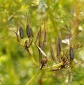 Shepherd's-Needle - Scandix pecten-veneris L.