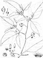 Black Nightshade - Solanum nigrum L.