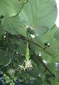 Small-Leaved Lime - Tilia cordata Mill.