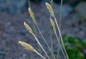 Ähren-Goldhafer - Trisetum spicatum (L.) K. Richt.