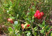 Preiselbeere - Vaccinium vitis-idaea L.
