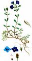 Felsen-Ehrenpreis - Veronica fruticans Jacq.