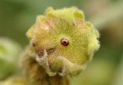 Marsh-Mallow - Althaea officinalis L.