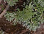 Wormwood - Artemisia absinthium L.
