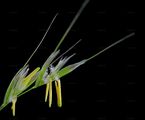 Flaumiger Wiesenhafer - Avenula pubescens (Huds.) Dumort.