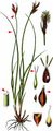 Peaked Sedge - Carex mucronata All.
