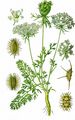 Wild Carrot - Daucus carota L. 