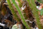 Male-Fern - Dryopteris filix-mas (L.) Schott