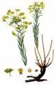 Steppen-Wolfsmilch - Euphorbia seguieriana Neck.