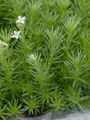 Zierliches Labkraut - Galium pumilum Murray