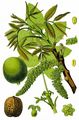 Walnut - Juglans regia L.