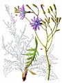Mountain Lettuce - Lactuca perennis L.