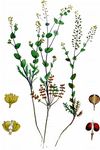 Durchwachsenblättrige Kresse - Lepidium perfoliatum L. 