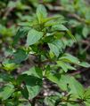 Many-Seeded Goosefoot - Lipandra polysperma (L.) S. Fuentes & al.