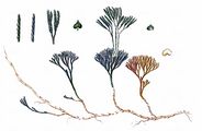 Oellgaards Clubmoss - Lycopodium oellgaardii (Stoor & al.) B. Bock