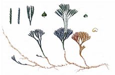 Zeillers Flachbärlapp - Lycopodium zeilleri (Rouy) Greuter & Burdet 