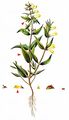 Common Cow-Wheat - Melampyrum pratense L.