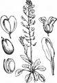 Perfoliate Penny-Cress - Microthlaspi perfoliatum (L.) F. K. Mey.