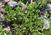 Felsen-Miere - Minuartia rupestris (Scop.) Schinz & Thell.