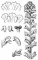 Common Broomrape - Orobanche minor Sm.