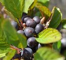 Zwerg-Kreuzdorn - Rhamnus pumila Turra